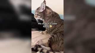 Lonzo falls while stretching #cat #catz #catlover #catzo #catvideos #kitten #catso #pets #funny