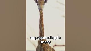 Stretching necks and minds (Giraffe Facts)