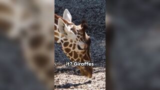 Stretching necks and minds (Giraffe Facts)