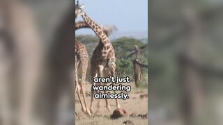 Stretching necks and minds (Giraffe Facts)