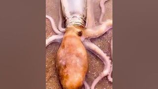 amazing octopus flexible inside the bottle #shortvideo