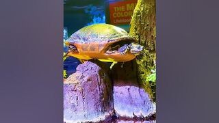 Turtle Yoga #turtle #yoga