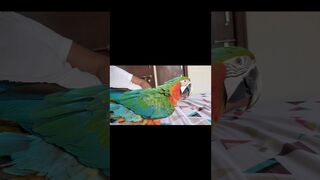 బబుల్ మీ కోసం యోగా చేస్తోంది | Macaw is doing Yoga