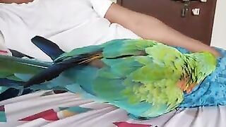 బబుల్ మీ కోసం యోగా చేస్తోంది | Macaw is doing Yoga