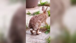 ???? Cute Rabbit Stretching His Legs! ???? #shorts #rabbits #cuterabbit
