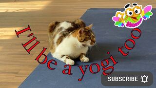 The cats came to the gym and will do yoga