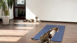 The cats came to the gym and will do yoga