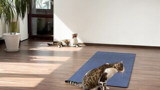 The cats came to the gym and will do yoga