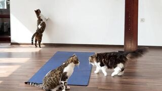 The cats came to the gym and will do yoga