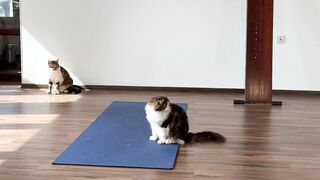 The cats came to the gym and will do yoga