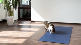 The cats came to the gym and will do yoga