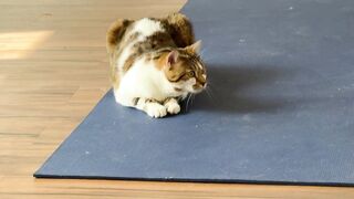 The cats came to the gym and will do yoga