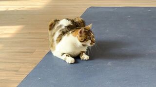 The cats came to the gym and will do yoga