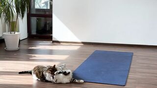 The cats came to the gym and will do yoga