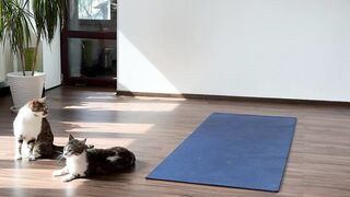 The cats came to the gym and will do yoga