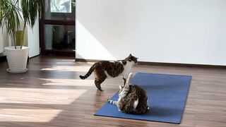 The cats came to the gym and will do yoga