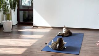 The cats came to the gym and will do yoga