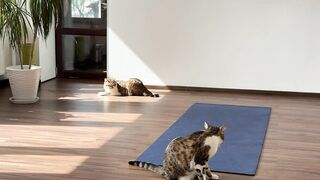 The cats came to the gym and will do yoga