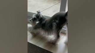 YOGA like you’ve never seen before! ???? #dog #schnauzer