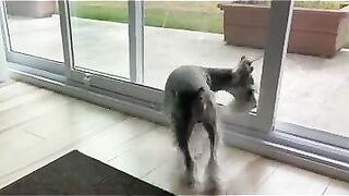 YOGA like you’ve never seen before! ???? #dog #schnauzer