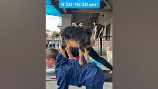 Goat Yoga is So Fun!