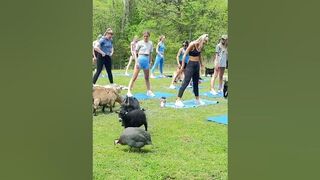 Goat Yoga! #goat #yoga #fun #knoxrocks #goatfarm #knoxville