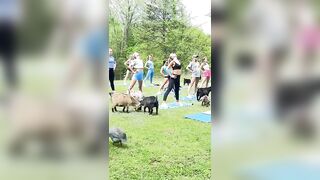 Goat Yoga! #goat #yoga #fun #knoxrocks #goatfarm #knoxville