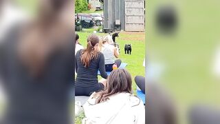 The goats join the yoga students in the barnyard! #yoga #goatyoga #pygmygoat #goatfarm #cute #fun