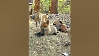 Fox Pup Stretching and Yawning