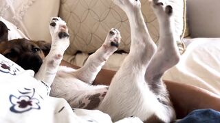 Puppy having sweet dreams and stretching in deep sleep