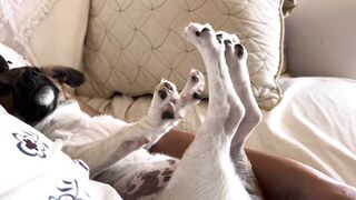 Puppy having sweet dreams and stretching in deep sleep