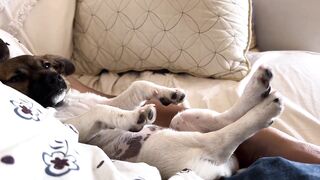 Puppy having sweet dreams and stretching in deep sleep