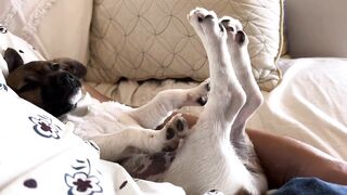 Puppy having sweet dreams and stretching in deep sleep