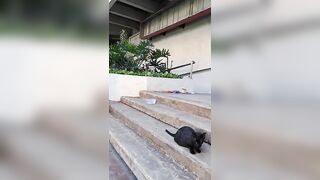 Sharp eyes black cat, stretching cat pose #amazing #meow #cats #catvideos #2024 #shorts #catlover