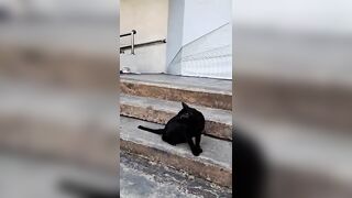 Sharp eyes black cat, stretching cat pose #amazing #meow #cats #catvideos #2024 #shorts #catlover