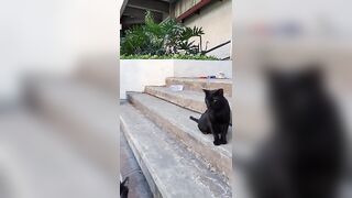 Sharp eyes black cat, stretching cat pose #amazing #meow #cats #catvideos #2024 #shorts #catlover