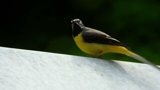 Тверк від жовтої трясогузки. Yellow wagtail twerk.