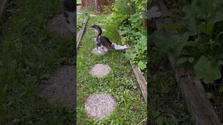 Outdoor Cat Yoga: 3 Stretches ???? #cutecat #catyoga #cats
