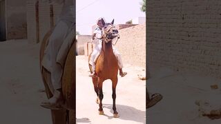 Flexible Brown Horse #punjabi #villagelife #horse #shorts