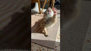 Poppy’s morning yoga routine! Perfect form with her perfect little teefs and toe beans ❤️