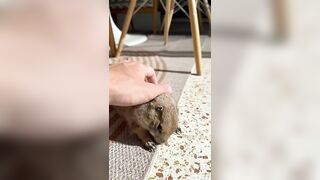 Poppy’s morning yoga routine! Perfect form with her perfect little teefs and toe beans ❤️