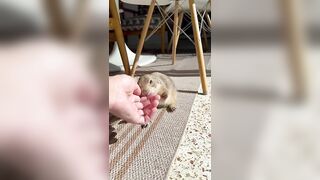 Poppy’s morning yoga routine! Perfect form with her perfect little teefs and toe beans ❤️