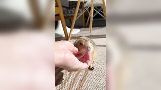 Poppy’s morning yoga routine! Perfect form with her perfect little teefs and toe beans ❤️