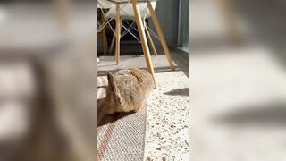 Poppy’s morning yoga routine! Perfect form with her perfect little teefs and toe beans ❤️