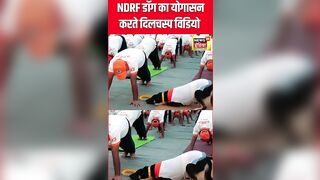 International Yoga Day 2024 : NDRF Dog का योगासन करते Viral Video | Latest News | N18S | #shorts