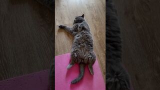 British cat Hulk | yoga cat | #yoga #youtubeshorts #animals #motivation #shortvideo #cute #funny