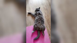 British cat Hulk | yoga cat | #yoga #youtubeshorts #animals #motivation #shortvideo #cute #funny