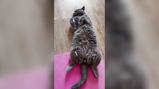 British cat Hulk | yoga cat | #yoga #youtubeshorts #animals #motivation #shortvideo #cute #funny