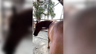 Watch Fantazia stretching for carrots--she's very flexible!