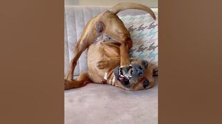 Funny Dog Does Yoga Stretch